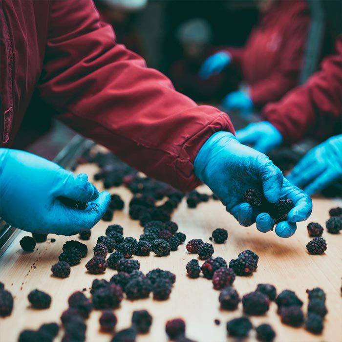 HACCP mirtilli scorrono su un nastro trasportatore per il confezionamento corretto